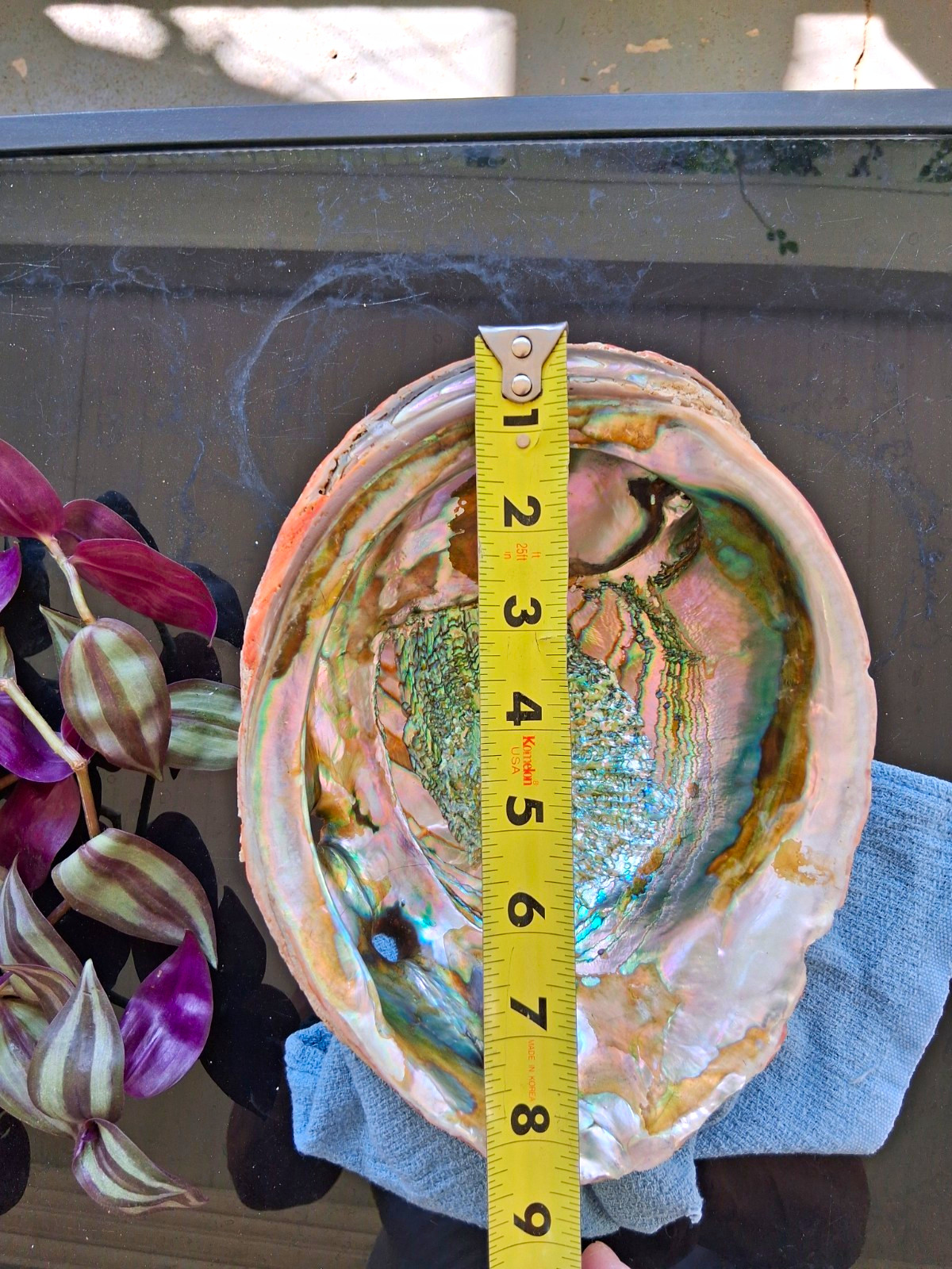 8 1/2" Vintage Red Abalone Shell
