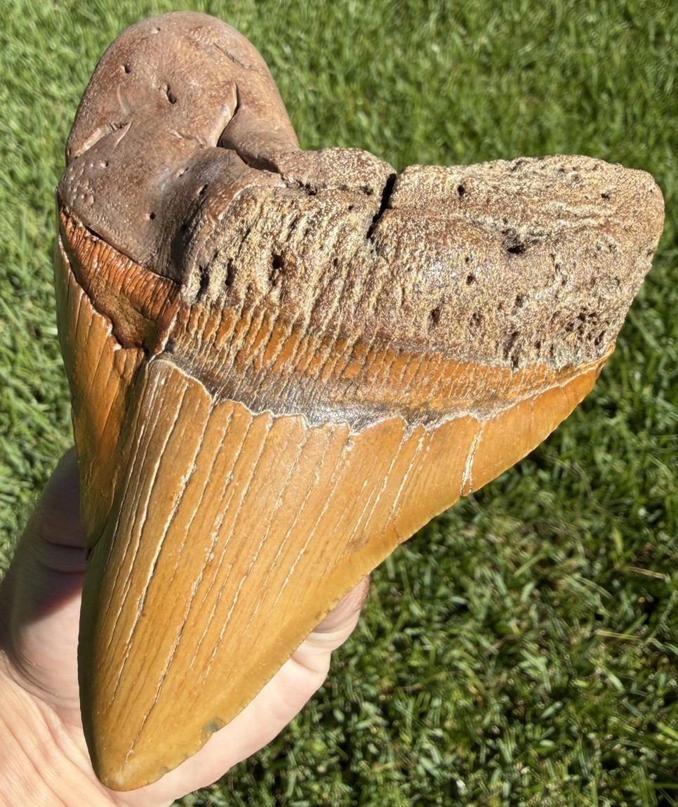 4.88” “HALOWEEN” Megalodon Shark Tooth Real Shark Teeth Fossil Restored
