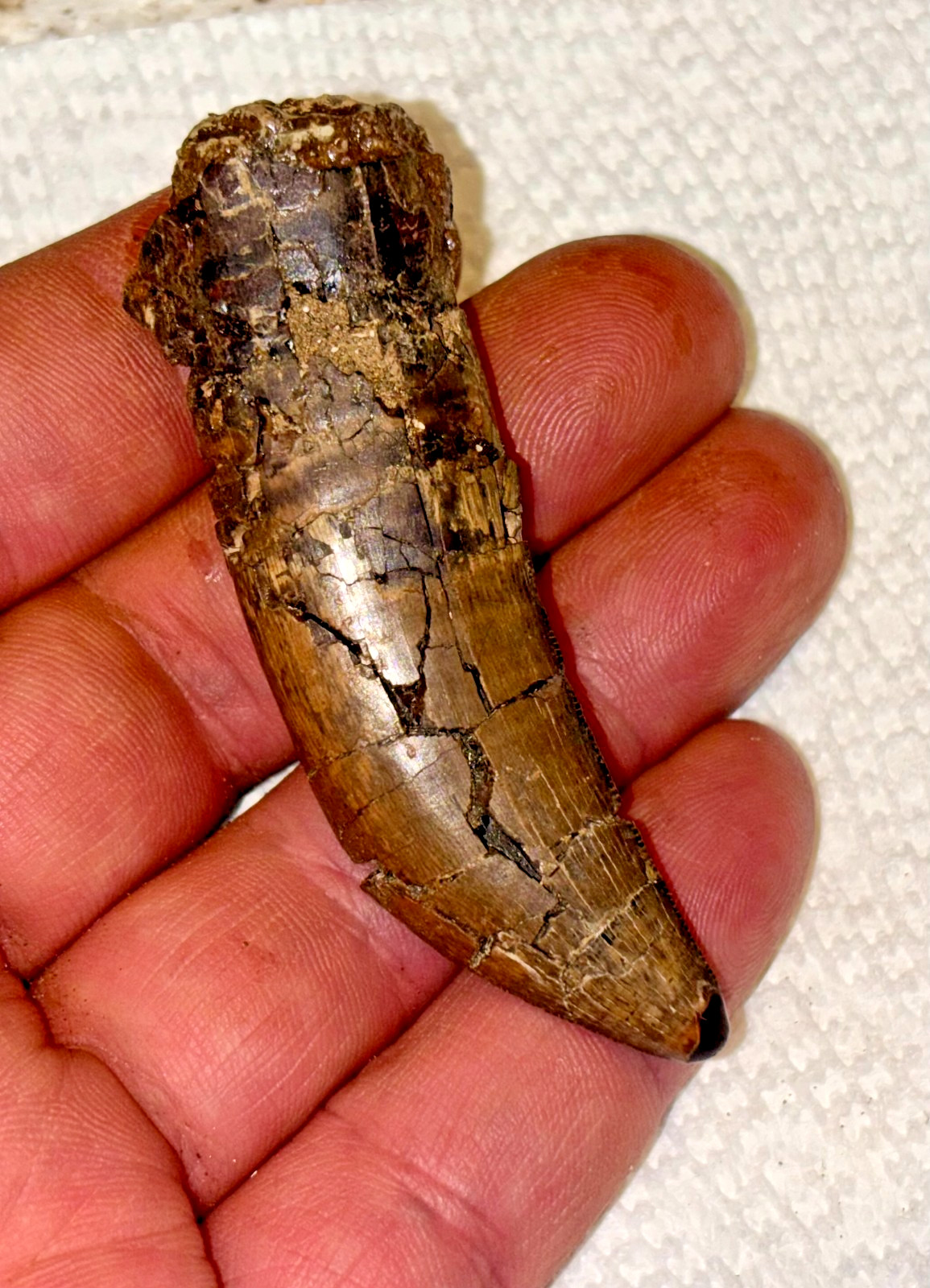 Educational 2.85" Daspletosaurus torosus Tyrannosaur Dinosaur Tooth Fossil Educational 2.85" Daspletosaurus torosus Tyrannosaur Dinosaur Tooth Fossil
