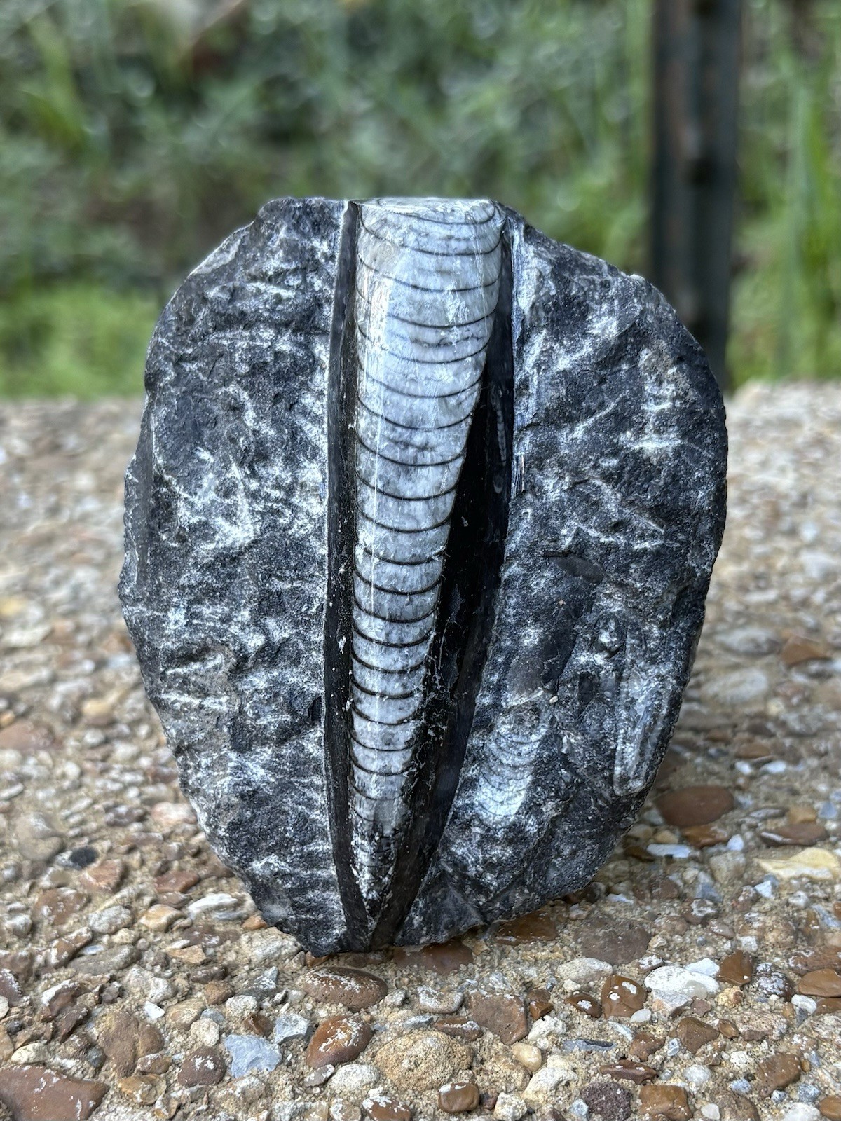 Natural Large Orthoceras Fossil- Beautiful 3.4” Fossil Orthoceras Cephalopod Natural Large Orthoceras Fossil- Beautiful 3.4” Fossil Orthoceras Cephalopod