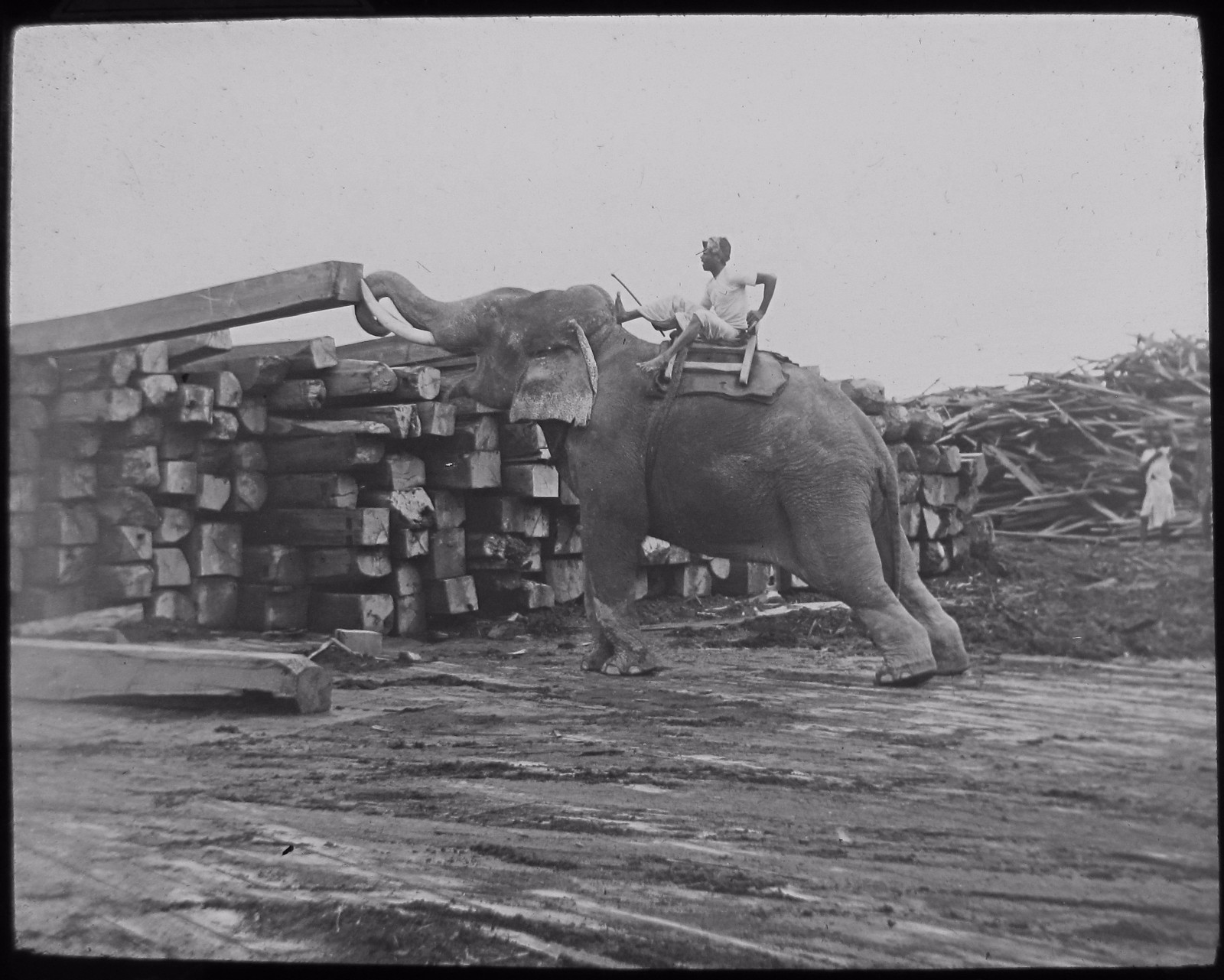 Glass Magic Lantern Slide MAN ON AN ELEPHANT MOVING TIMBER C1900 PHOTO Glass Magic Lantern Slide MAN ON AN ELEPHANT MOVING TIMBER C1900 PHOTO