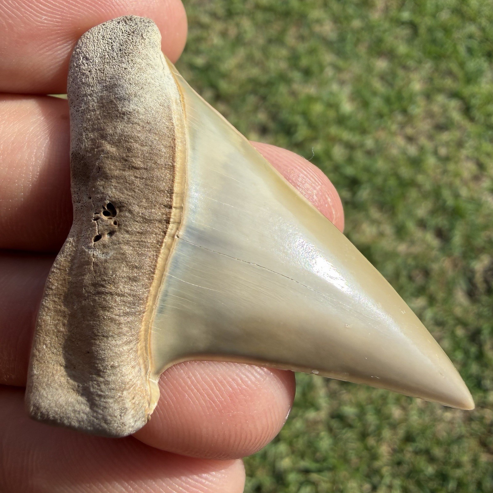 Museum Quality Extinct White Shark Tooth Fossil SWFL 2.21” Museum Quality Extinct White Shark Tooth Fossil SWFL 2.21”