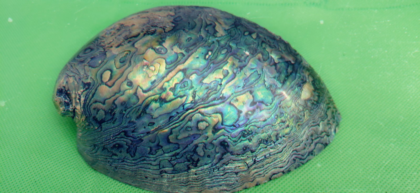 Abalone Shell From New Zealand Known As Paua Abalone Shell From New Zealand Known As Paua