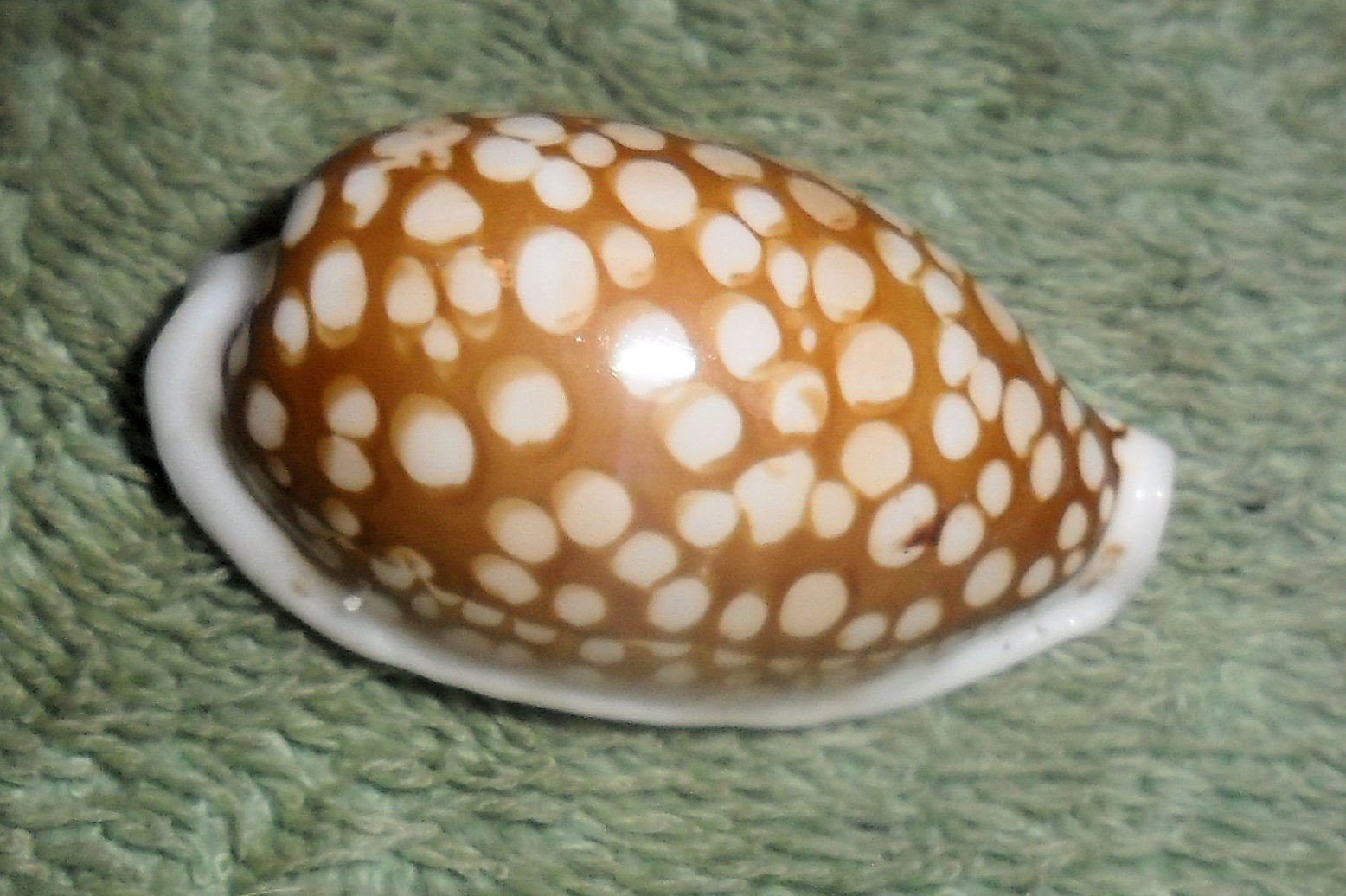 PH RFM 86719 LARGE Cypraea cribraria Linne 1758 37.1mm F++/Gem Philippines, off PH RFM 86719 LARGE Cypraea cribraria Linne 1758 37.1mm F++/Gem Philippines, off