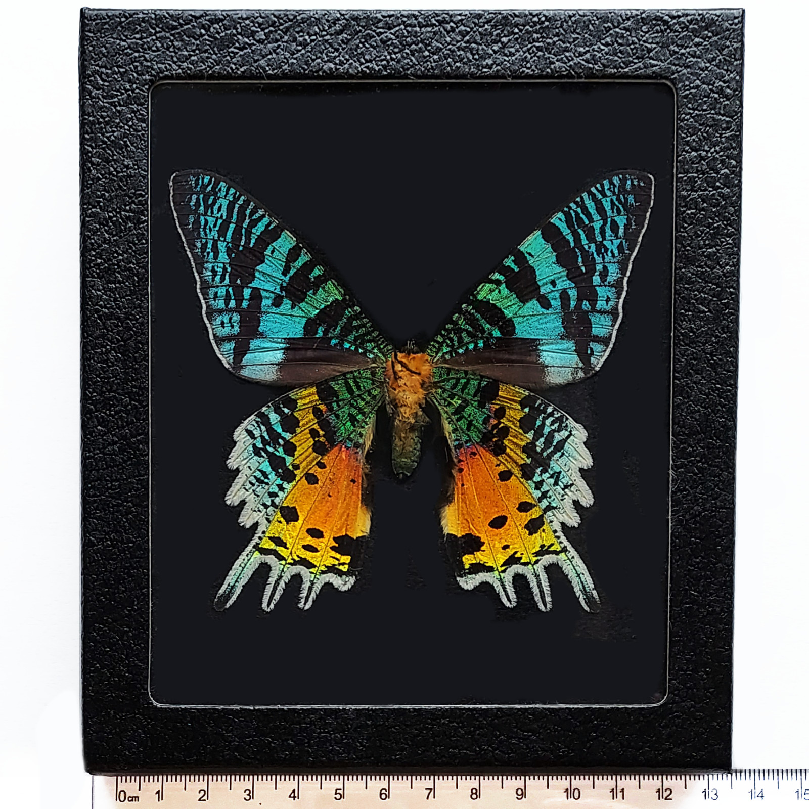 Urania ripheus BLACK BACKGROUND verso REAL FRAMED MOTH MADAGASCAR SUNSET MOTH Urania ripheus BLACK BACKGROUND verso REAL FRAMED MOTH MADAGASCAR SUNSET MOTH
