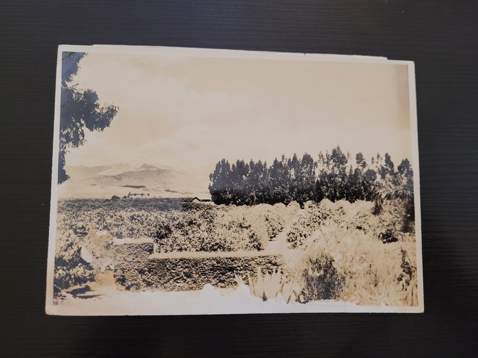 Vintage California Orange Grove Snow Mountains Paul's Photos Chicago 4.75x6.5 Vintage California Orange Grove Snow Mountains Paul's Photos Chicago 4.75x6.5