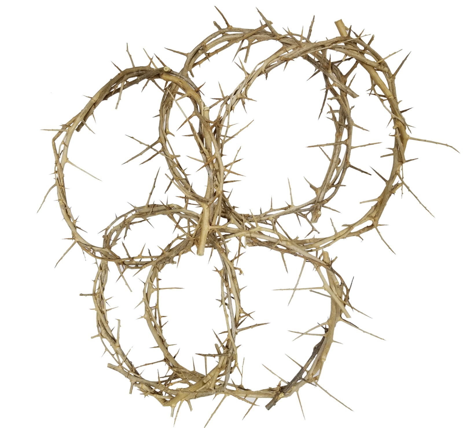 5 x Authentic Biblical Lifesize 8" Crown of Thorns from Jerusalem w/ Certificate 5 x Authentic Biblical Lifesize 8" Crown of Thorns from Jerusalem w/ Certificate