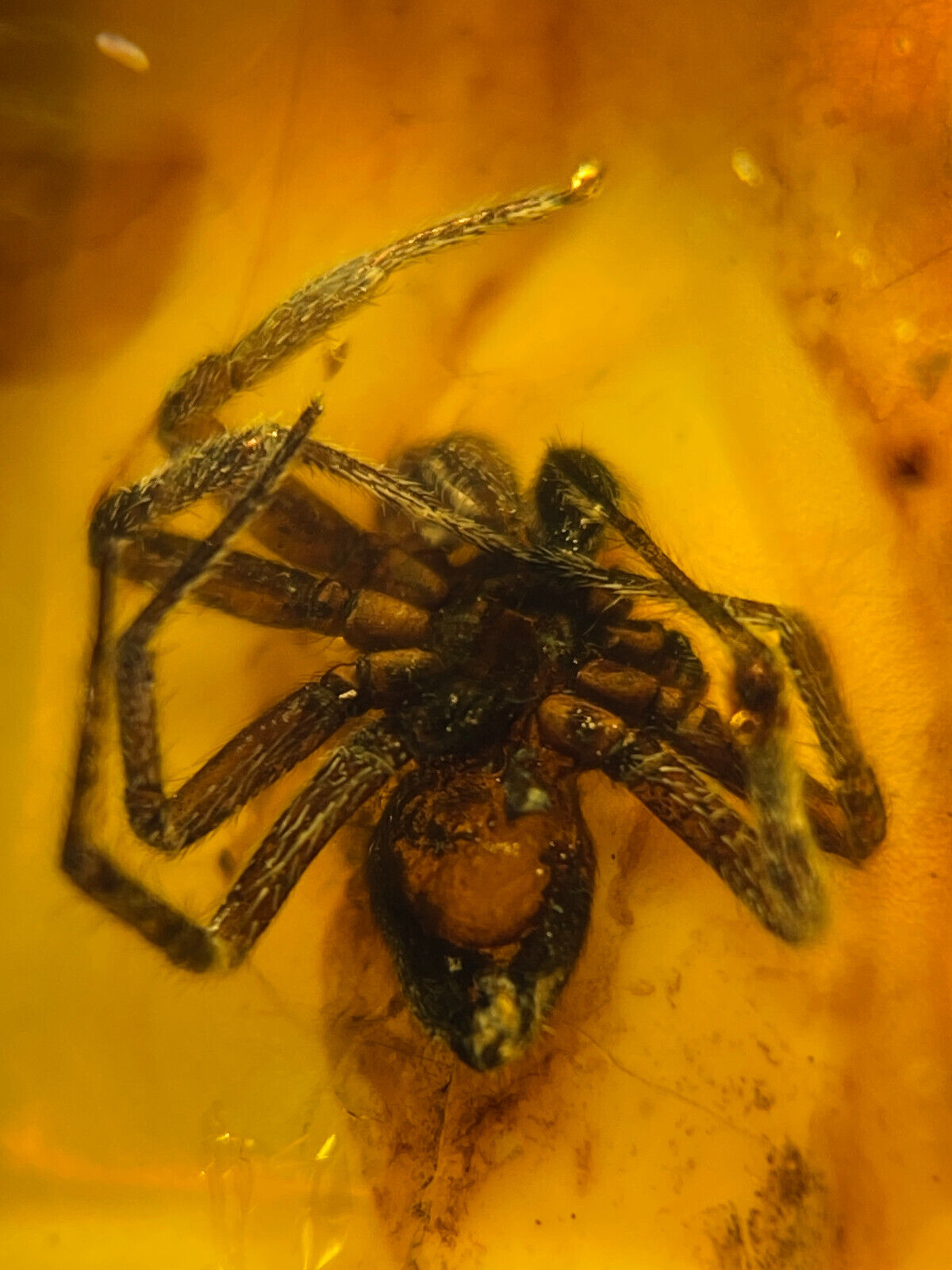 Burmese burmite Cretaceous big Spider insect fossil amber Myanmar Ring