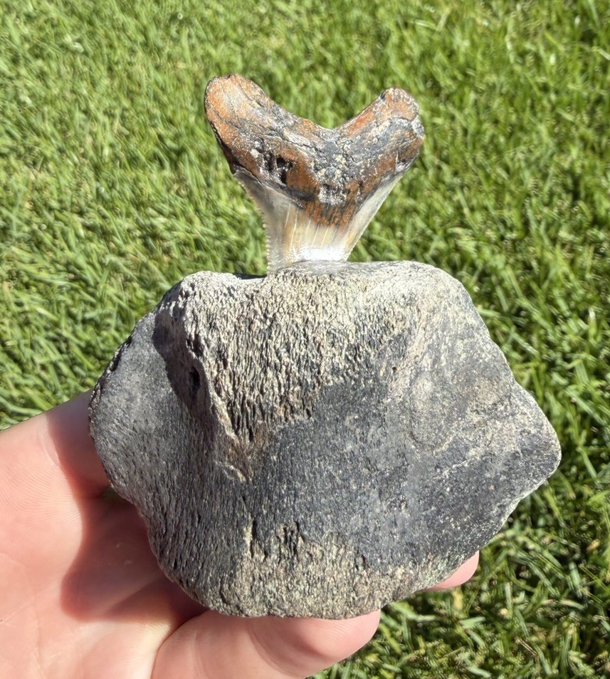 Fossil Megalodon Shark Tooth Mounted in Fossil Whale Vertebrae Free Standing