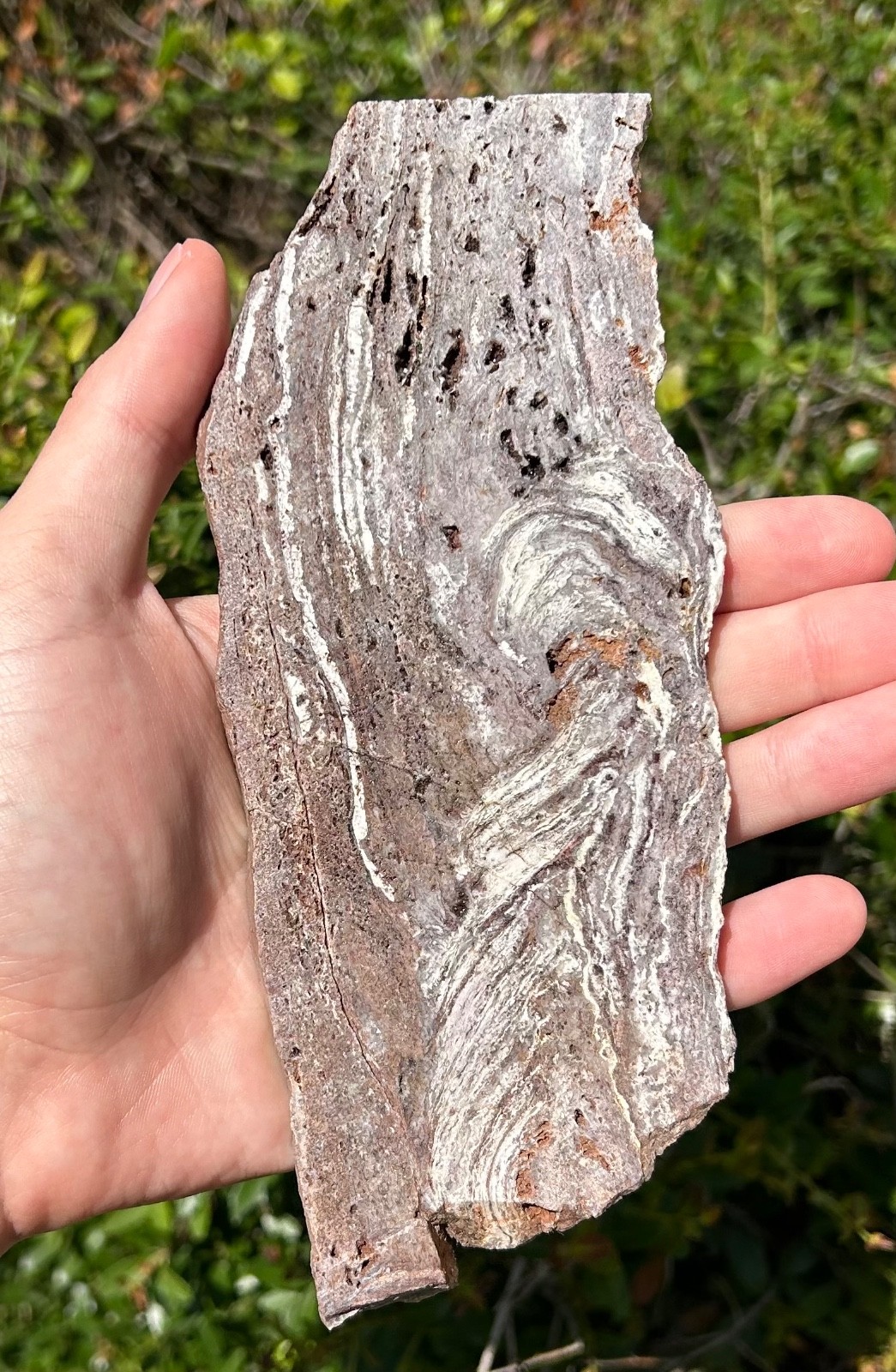 Stromatolite Fossil Bolivia Precambrian El Molino Formation BIG 7.31” Polished Stromatolite Fossil Bolivia Precambrian El Molino Formation BIG 7.31” Polished