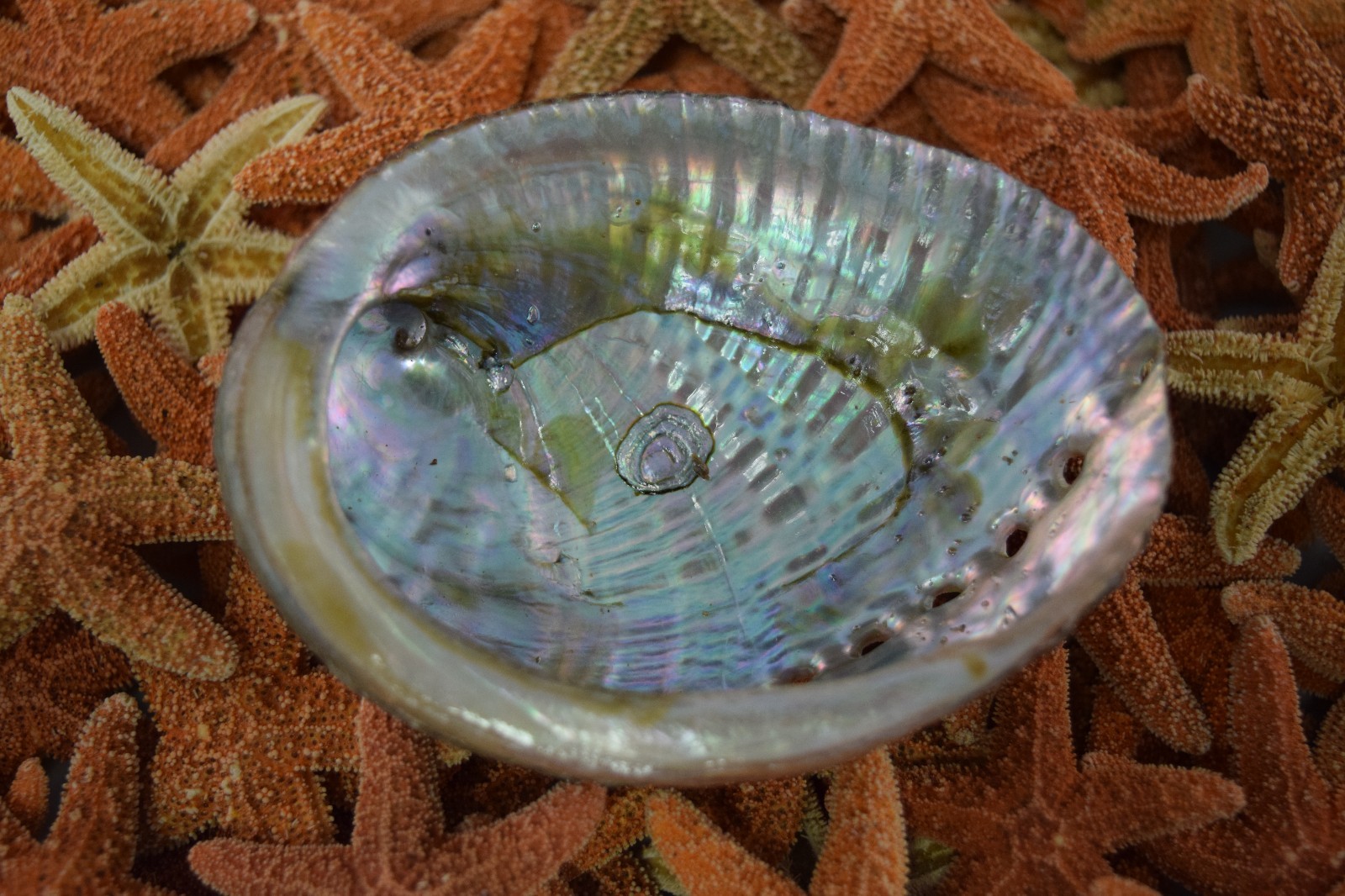 Green Abalone Sea Shell One Side Polished Beach Craft 3" - 4" (1 pc) #JC-015 Green Abalone Sea Shell One Side Polished Beach Craft 3" - 4" (1 pc) #JC-015