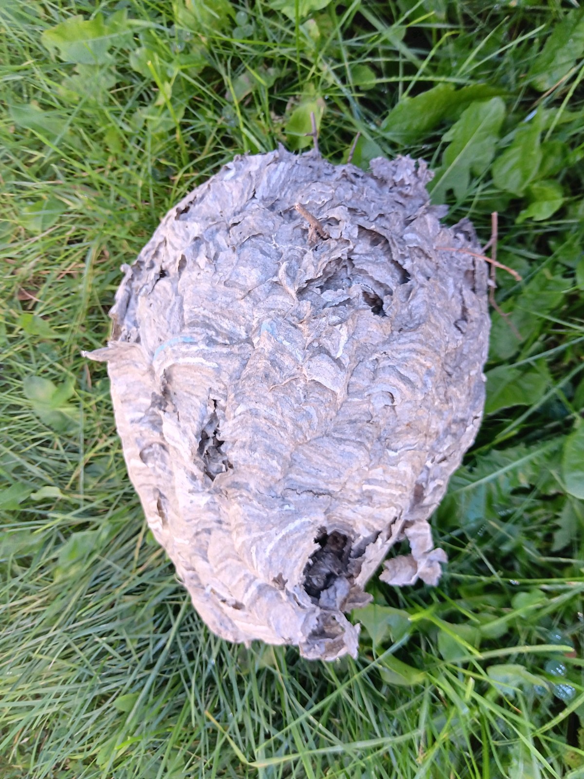 Very Large Real Hornet's Nest Hive Paper Wasp 13 Inch X 9 Inch Very Large Real Hornet's Nest Hive Paper Wasp 13 Inch X 9 Inch