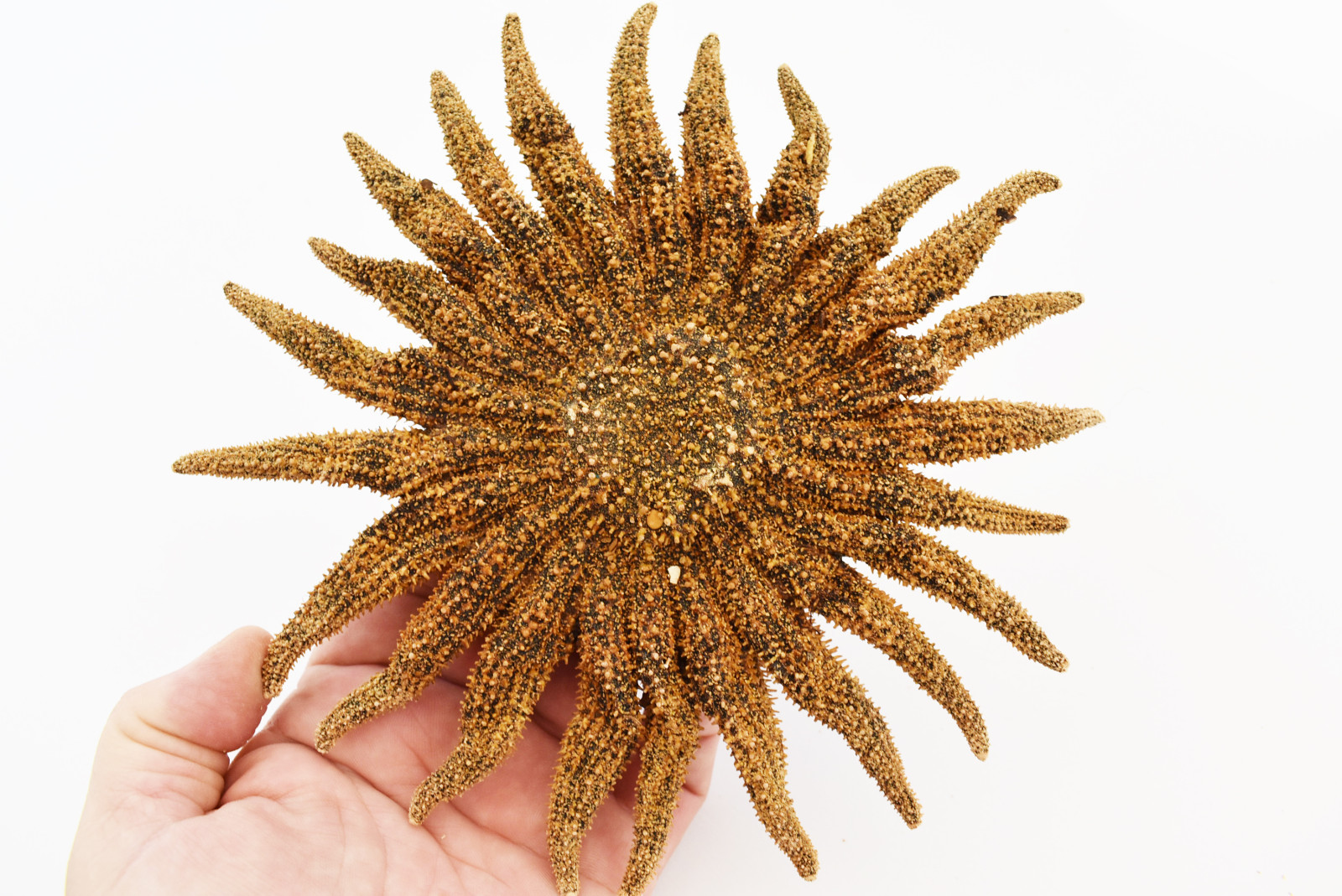 Beautiful Brown Large Multileg "Sunflower" Starfish 6" Beach Crafts Coastal Art Beautiful Brown Large Multileg "Sunflower" Starfish 6" Beach Crafts Coastal Art