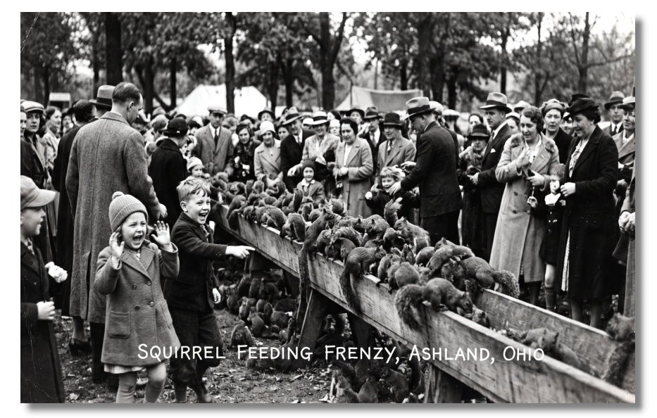 Vintage‑STYLE NEW ART 1930's RPPC-SQUIRREL FEEDING FRENZY, ASHLAND OHIO-FAUX