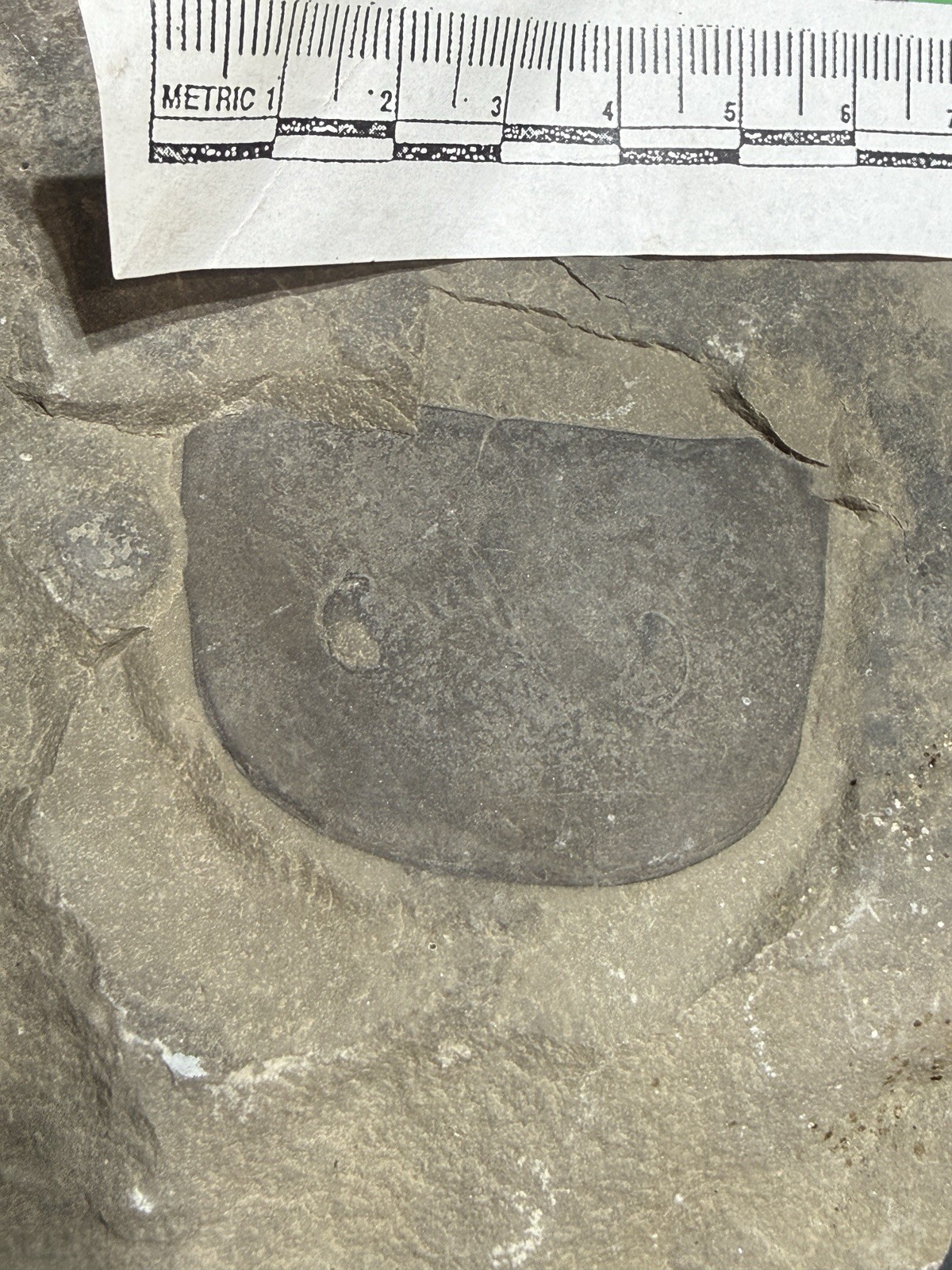 Large Eurypterus lacustris Carapace Ridgemount Quarry Canada Silurian E7 Large Eurypterus lacustris Carapace Ridgemount Quarry Canada Silurian E7