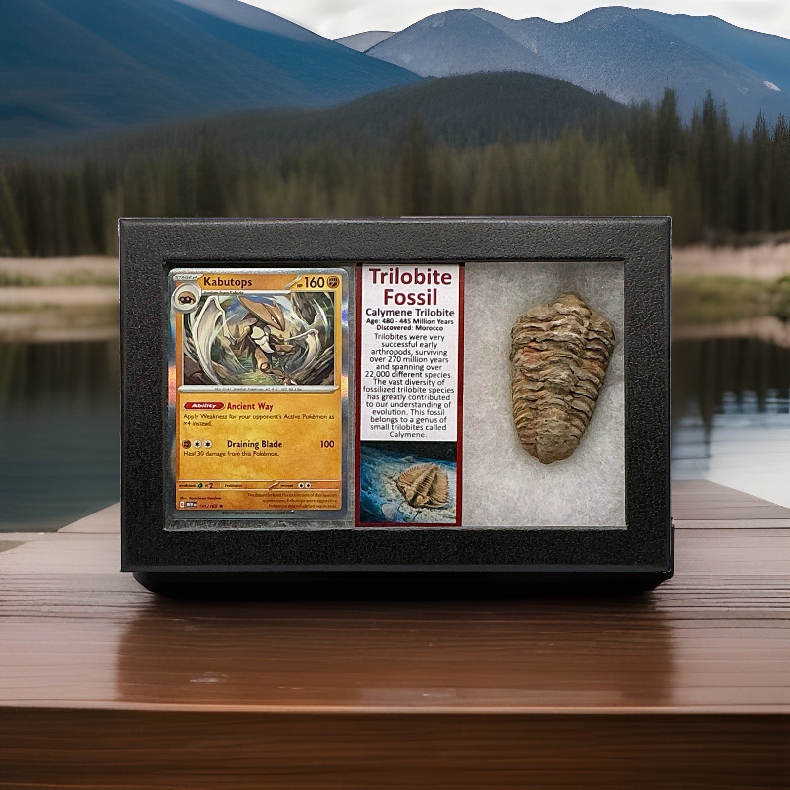 Kabutops Holo Pokémon Card With Large Tribolite Fossil (Calymene) In Display Kabutops Holo Pokémon Card With Large Tribolite Fossil (Calymene) In Display