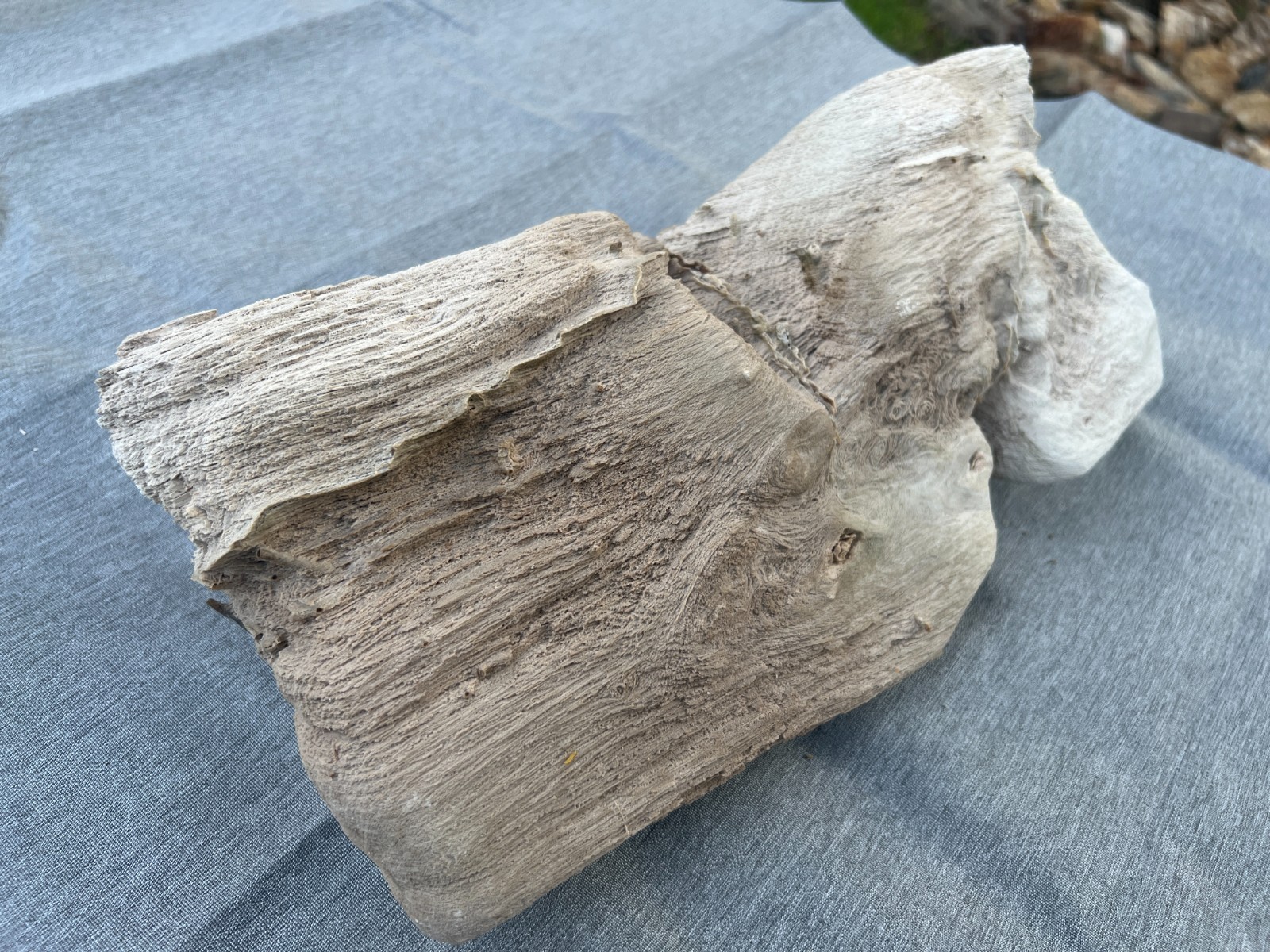 Texas 14"x7"x4 Petrified Wood Live Oak Rare Montgomery County Natural Log Fossil Texas 14"x7"x4 Petrified Wood Live Oak Rare Montgomery County Natural Log Fossil
