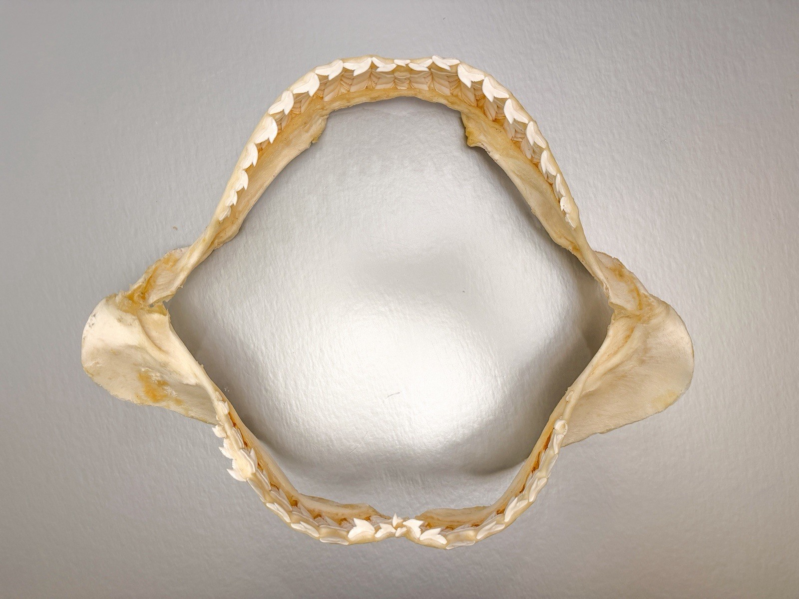 Large 16” Tiger Shark Jaw Clean Educational Taxidermy Set Jaws Natural Teeth Large 16” Tiger Shark Jaw Clean Educational Taxidermy Set Jaws Natural Teeth