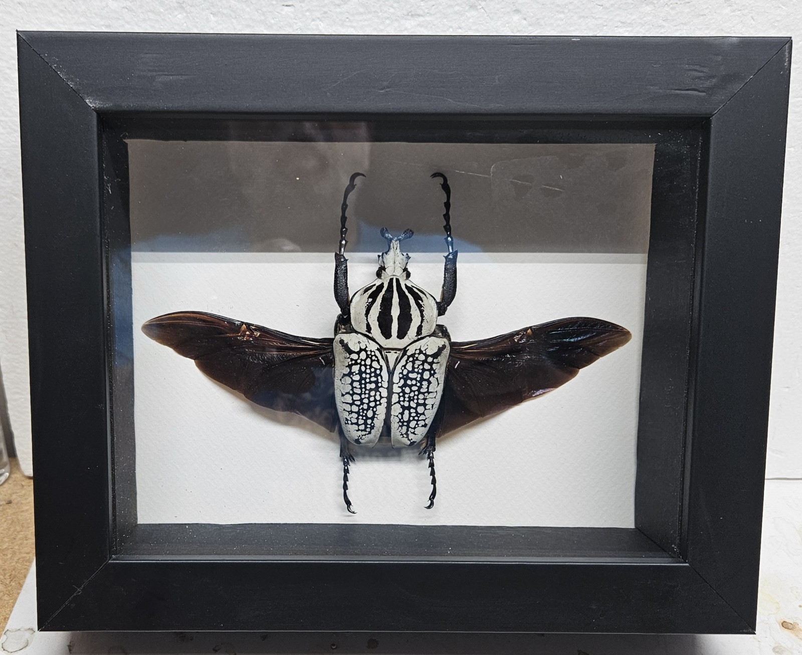Real Framed Goliath Beetle male (Goliathus Orientalis) from Camaroon Real Framed Goliath Beetle male (Goliathus Orientalis) from Camaroon