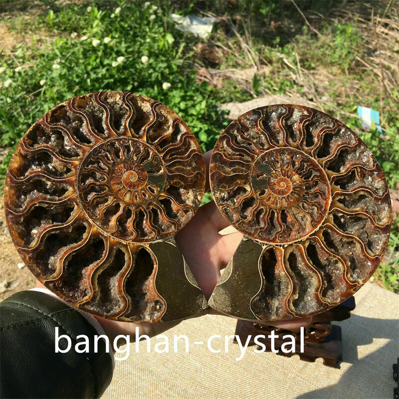 2pc Natural ammonite fossil conch Crystal specimen healing Home decoration+stand 2pc Natural ammonite fossil conch Crystal specimen healing Home decoration+stand