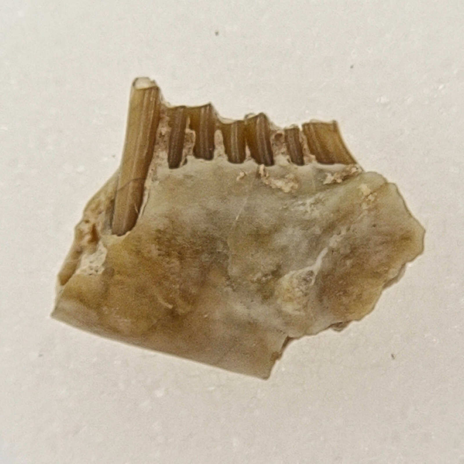 Palaeolagus Jaw Fossil - Rabbit - White River Group - Brule Fm. - Crawford, NE Palaeolagus Jaw Fossil - Rabbit - White River Group - Brule Fm. - Crawford, NE