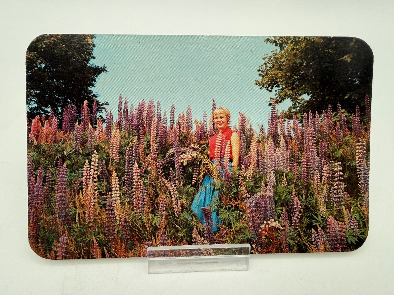 Vintage Real Photo Postcard Lupins Western Nova Scotia by Bob Brooks