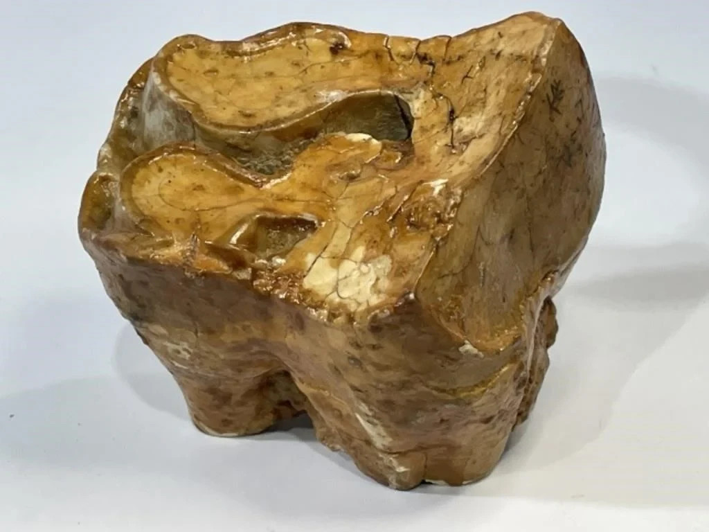 Woolly Rhino Molar Tooth Fossil Ice Age Pleistocene 1lb, 3+ inches. Heavily worn