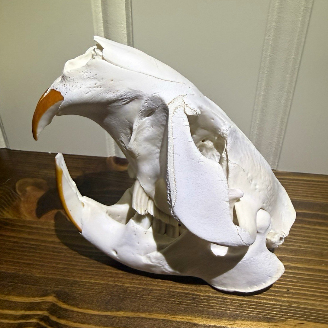 Beaver White Animal Skull Display Piece with Orange Teeth & Large Incisors Beaver White Animal Skull Display Piece with Orange Teeth & Large Incisors