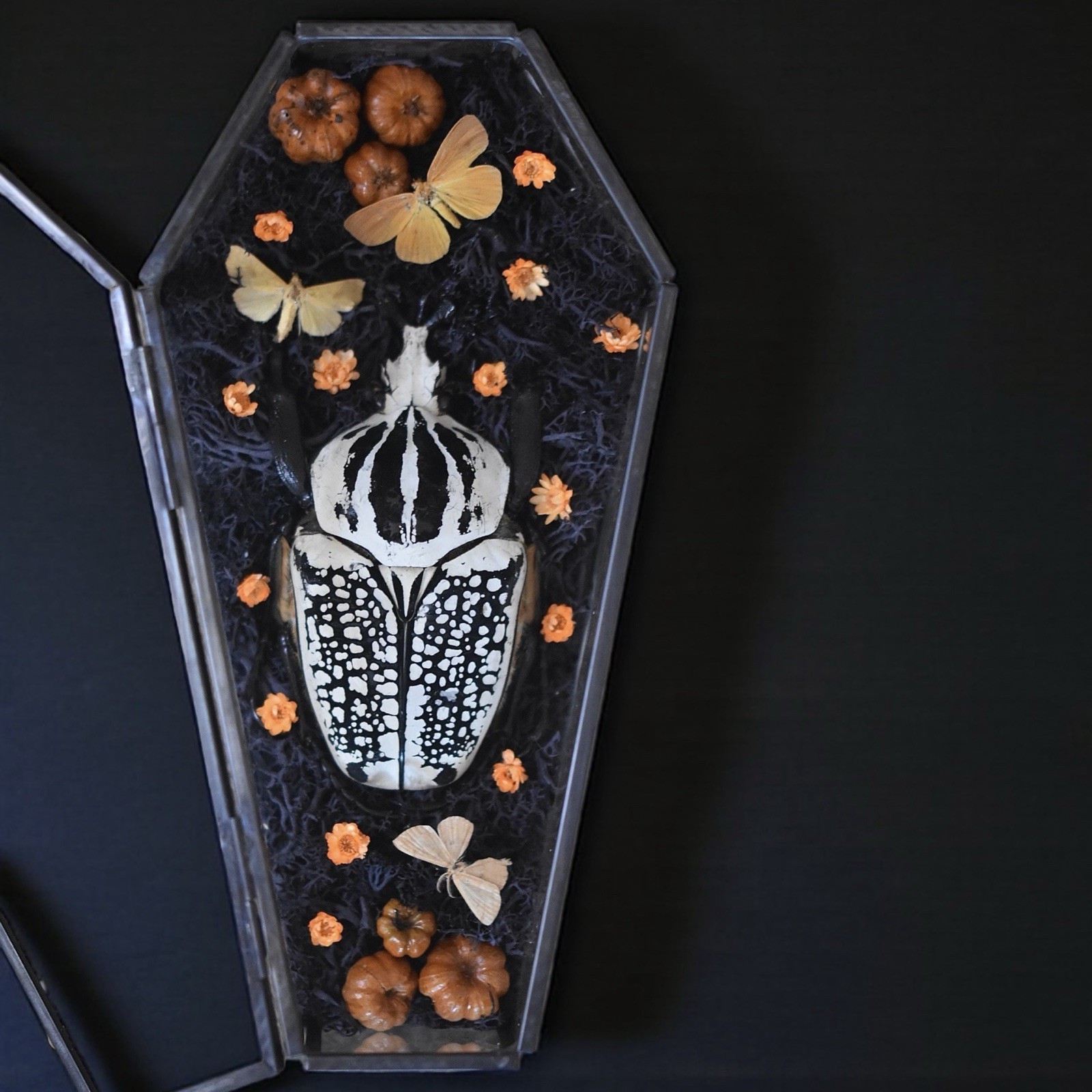 Goliath Beetle Autumn Display in Glass Coffin Terrarium | Halloween Shadow Box Goliath Beetle Autumn Display in Glass Coffin Terrarium | Halloween Shadow Box