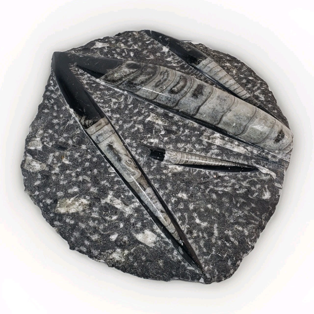 Orthoceras Plate 11” X 9” Polished Devonian Fossils 5.5 Pounds Orthoceras Plate 11” X 9” Polished Devonian Fossils 5.5 Pounds