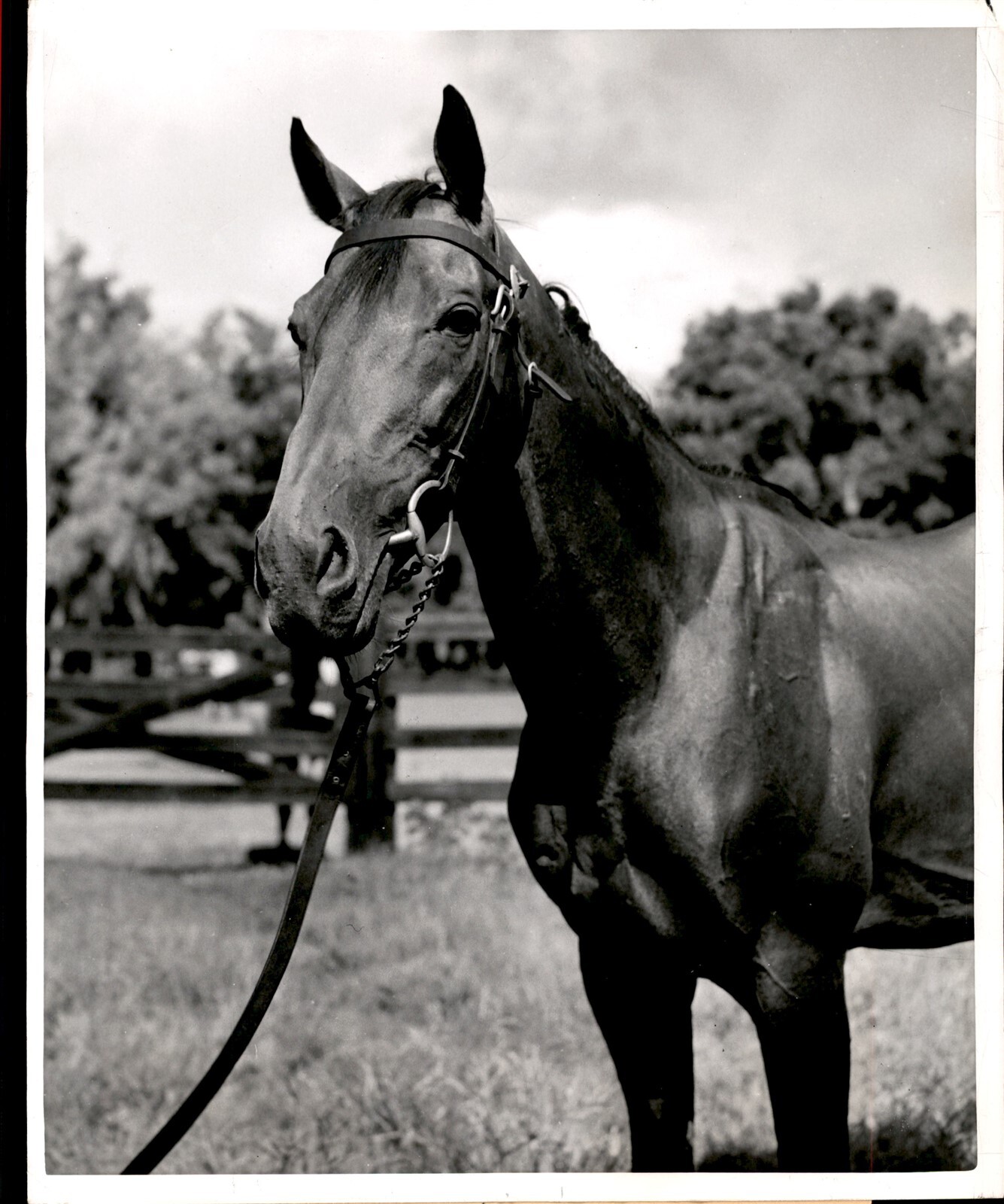 LD335 1951 Original Photo FAMOUS GERMAN RACING HORSE "SAMAURI" @ ROSEMERE FARMS