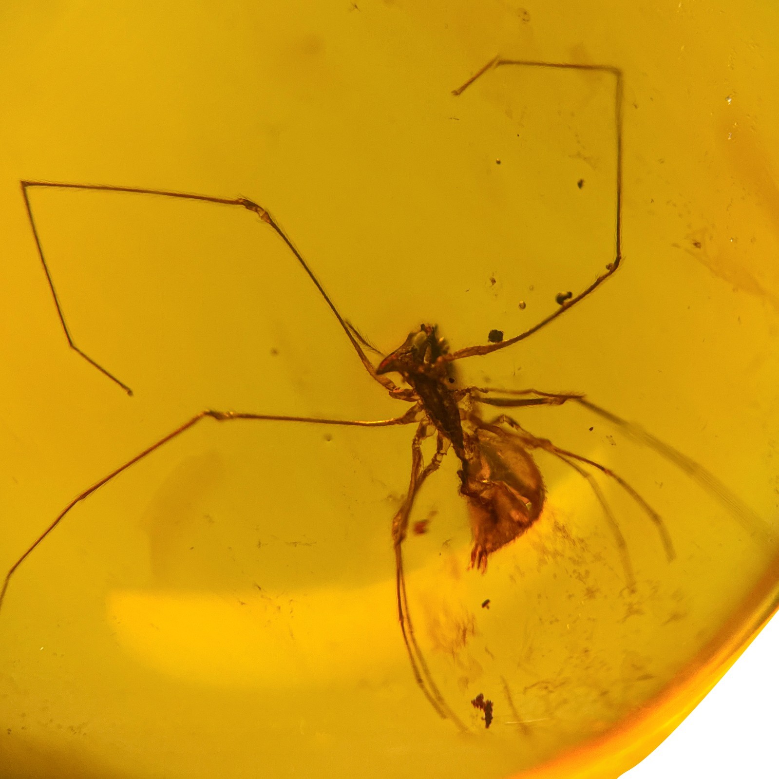 ASSASSIN SPIDER in Burmese / Burmite amber fossil / 100% genuine ASSASSIN SPIDER in Burmese / Burmite amber fossil / 100% genuine