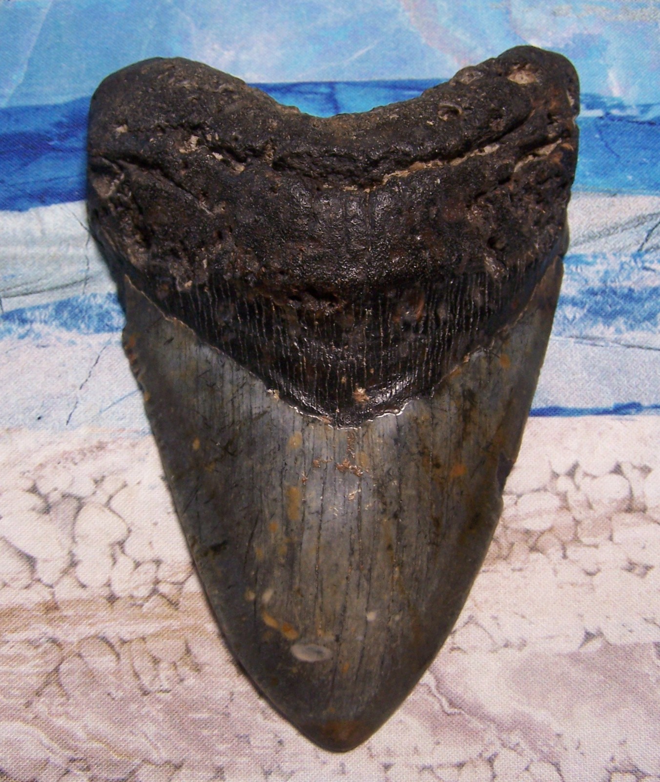 MEGALODON Shark Tooth 5 1/2" sharks teeth HUGE jaw fossil REAL megladon SERRATED