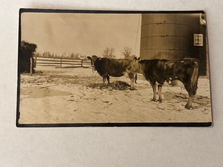 Plainfield WI Antique RPPC 1915 George Davis Cows & Silo Farm