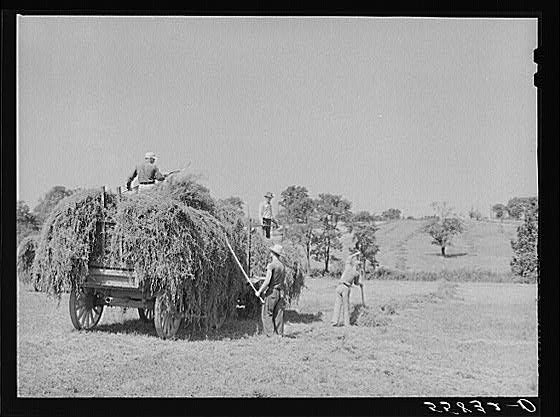Horse Breeding Farm near Lexington,Kentucky,KY,Fayette County,Wolcott,FSA,1 Horse Breeding Farm near Lexington,Kentucky,KY,Fayette County,Wolcott,FSA,1