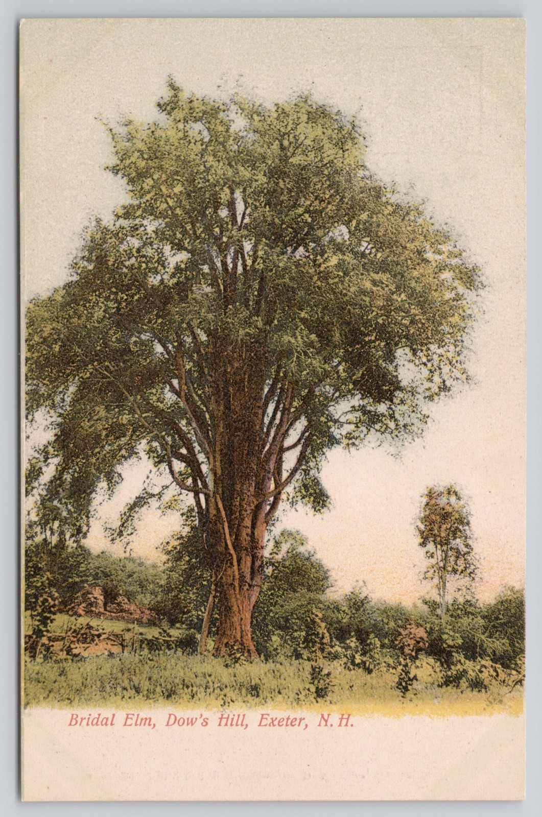 Bridal Elm Tree Dow's Hill Exeter NH New Hampshire Unposted UDB Antique Postcard Bridal Elm Tree Dow's Hill Exeter NH New Hampshire Unposted UDB Antique Postcard