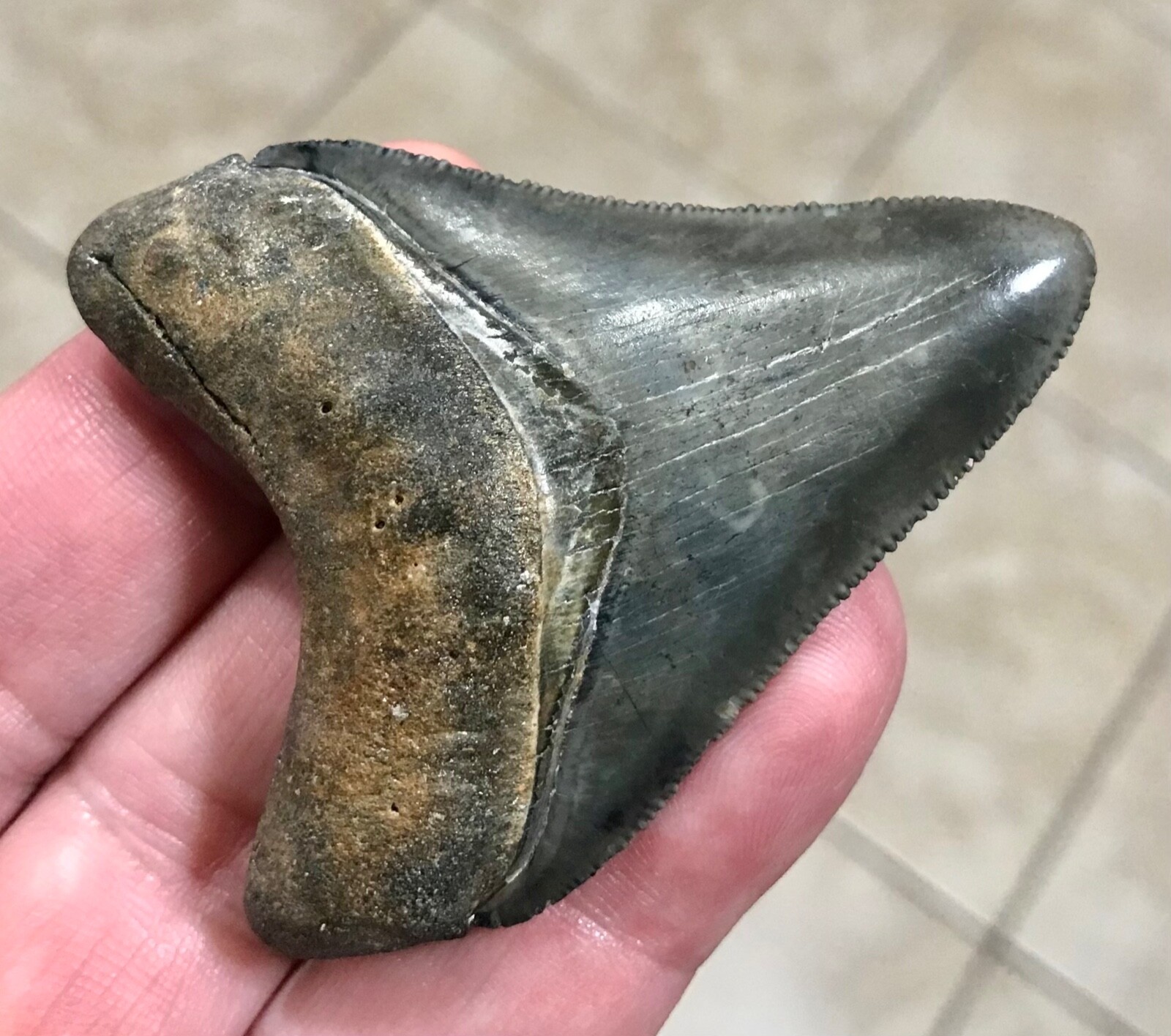STUUUPENDOUSLY BEAUTIFUL - GOLDEN BEACH,FLORIDA - MEGALODON SHARKTOOTH FOSSIL