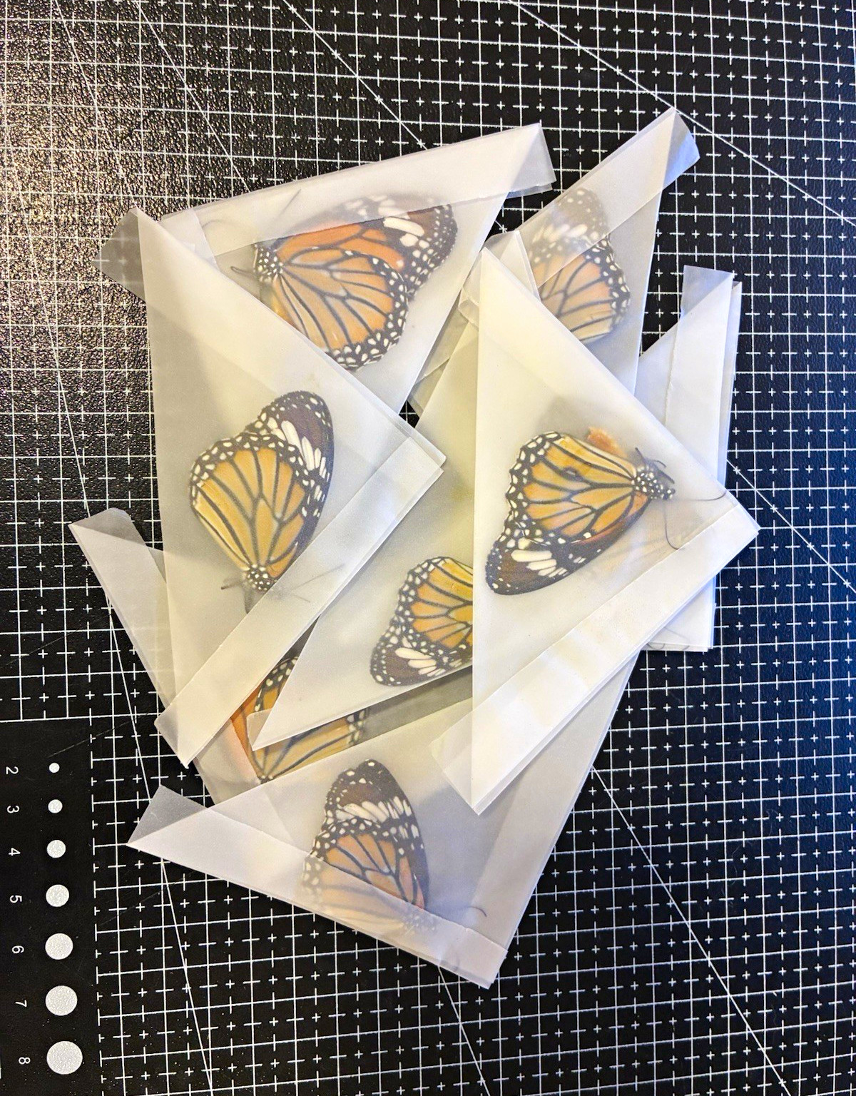 Danaus genutia - 5 x unprepared A1/A - original copies, unmounted Danaus genutia - 5 x unprepared A1/A - original copies, unmounted