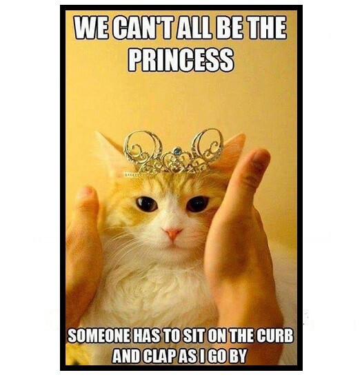 852 - Funny Cute Cat Meme Fridge Refrigerator Magnet 852 - Funny Cute Cat Meme Fridge Refrigerator Magnet