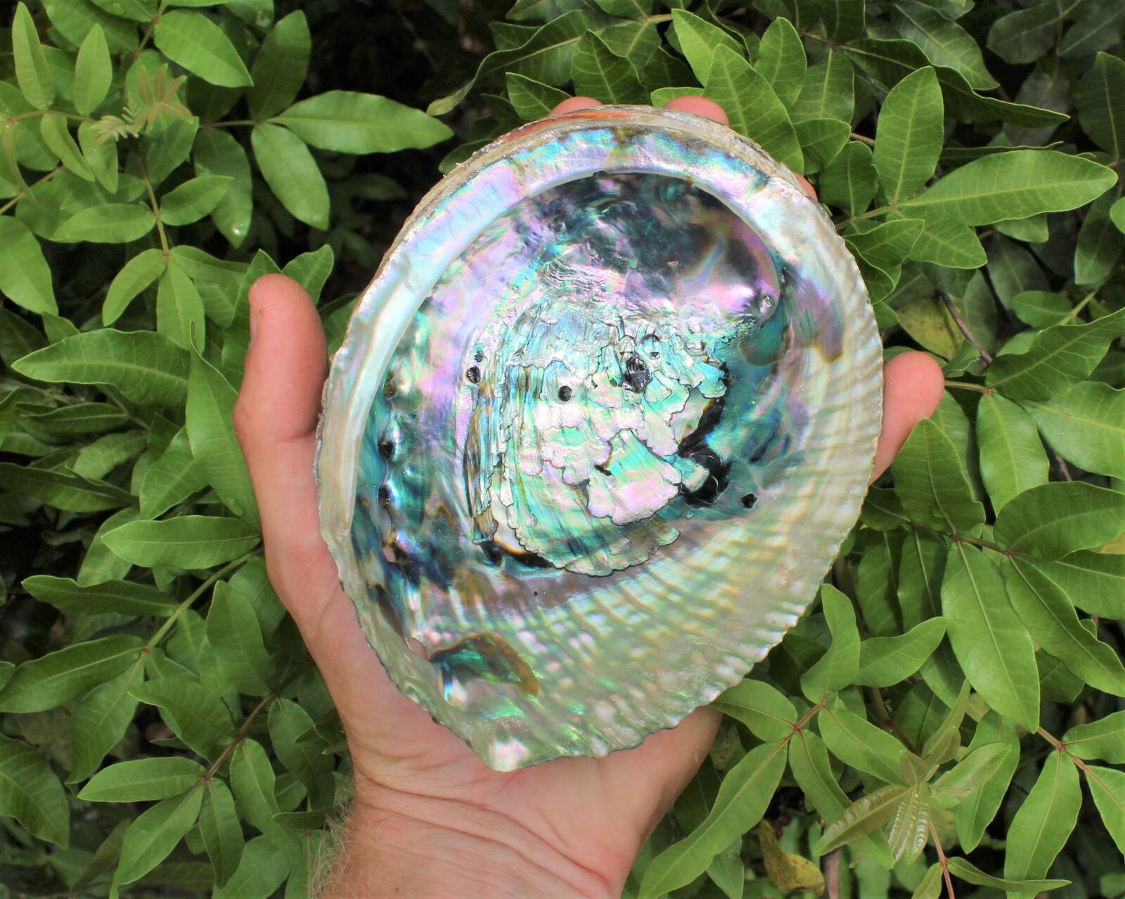 Abalone Shell LARGE 5-6": Seashell Incense Burner, Smudge Bowl / Holder Abalone Shell LARGE 5-6": Seashell Incense Burner, Smudge Bowl / Holder