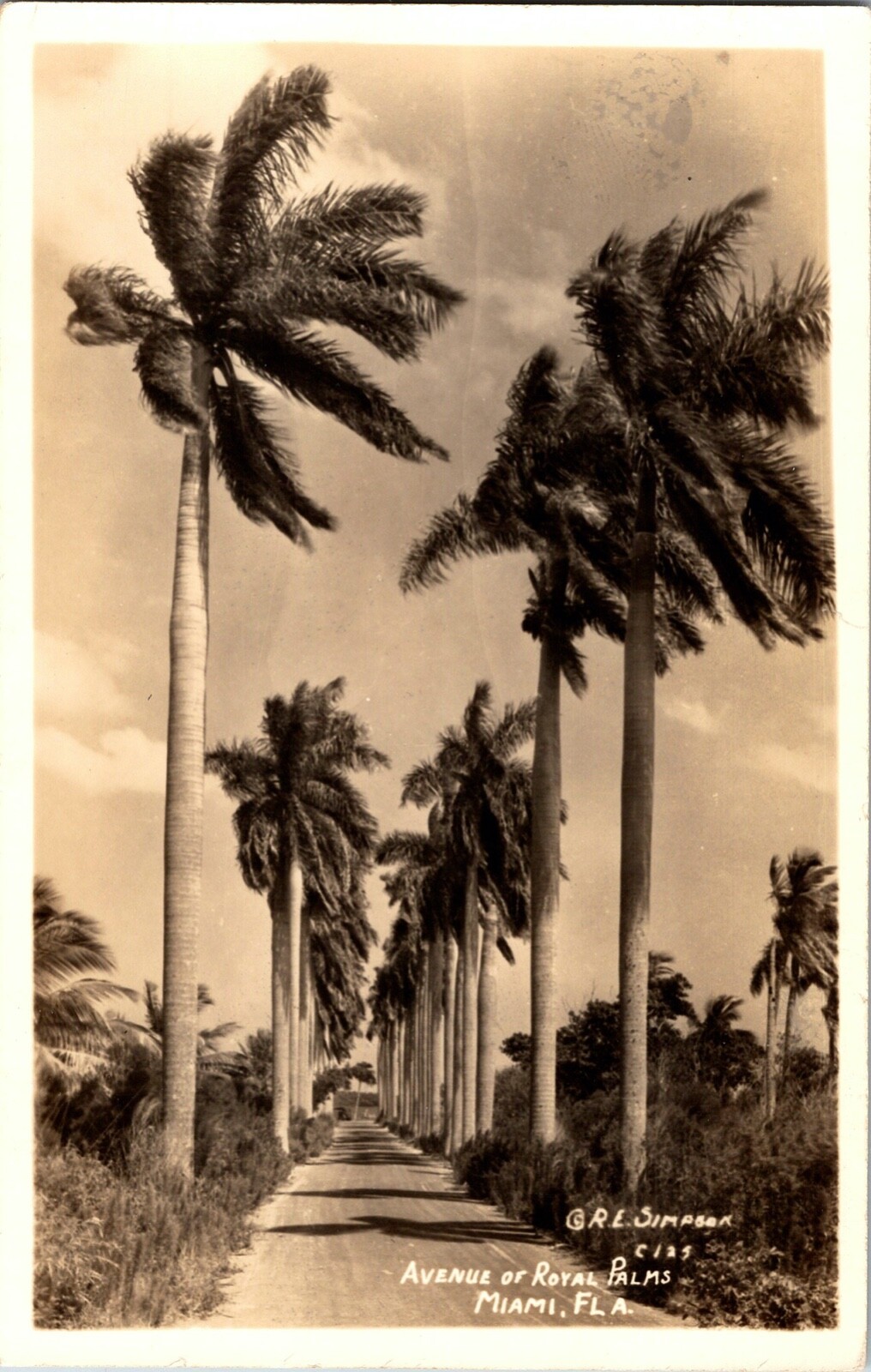 Vintage 1930's Avenue of Royal Palms Miami, Fl Real Photo Postcard RPPC Simpson Vintage 1930's Avenue of Royal Palms Miami, Fl Real Photo Postcard RPPC Simpson