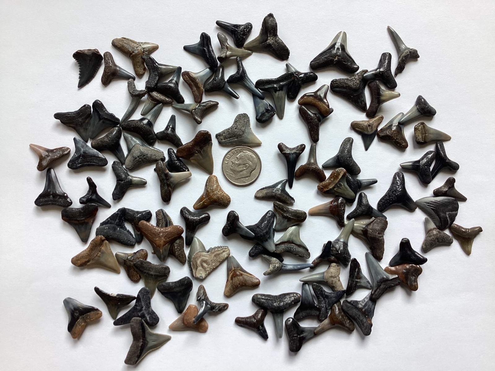 100 Quality fossil shark teeth - Venice, Florida - 100 Quality fossil shark teeth - Venice, Florida -
