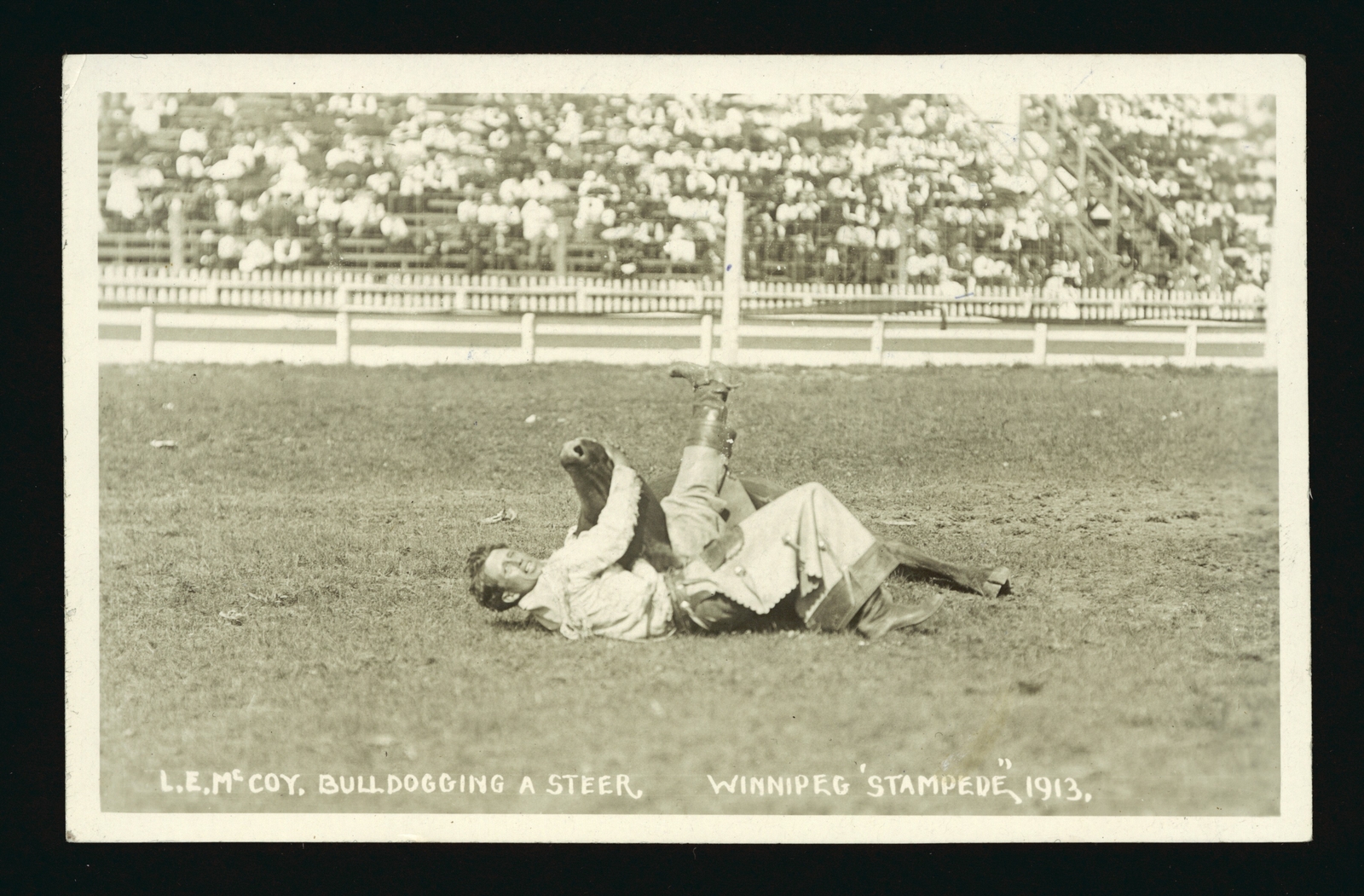 L E McCoy bulldogging a steer Winnipeg "Stampede" 1913 a cowboy w- Old Photo L E McCoy bulldogging a steer Winnipeg "Stampede" 1913 a cowboy w- Old Photo
