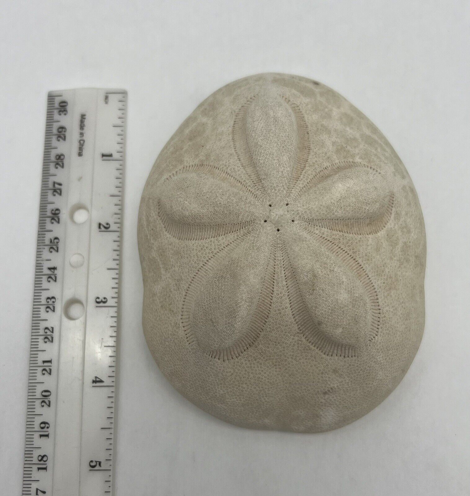 Vintage Puffy Seabiscuit  Sea Biscuit Sand Dollar Fossil Sea Shell