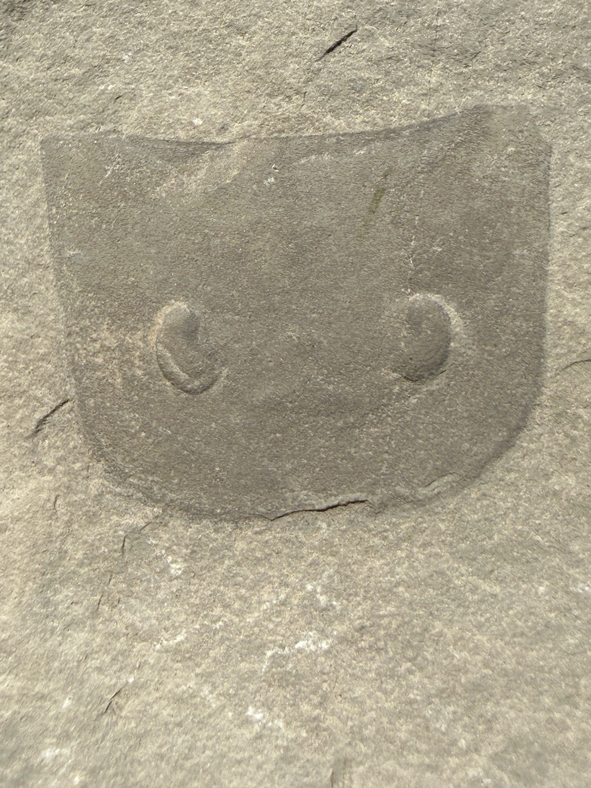 Eurypterid ( Fossil Sea Scorpion) Silurian – Ridgemount Quarry, Ontario E1 Eurypterid ( Fossil Sea Scorpion) Silurian – Ridgemount Quarry, Ontario E1