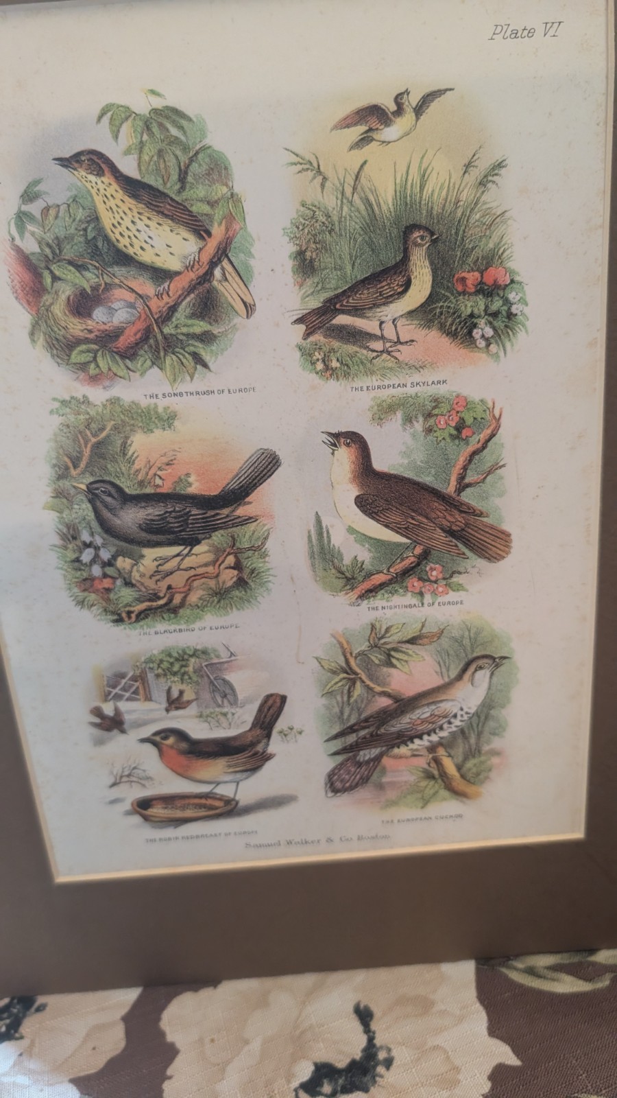 Antique 1868 Chromolithograph Samuel Walker & Co Boston The Living World