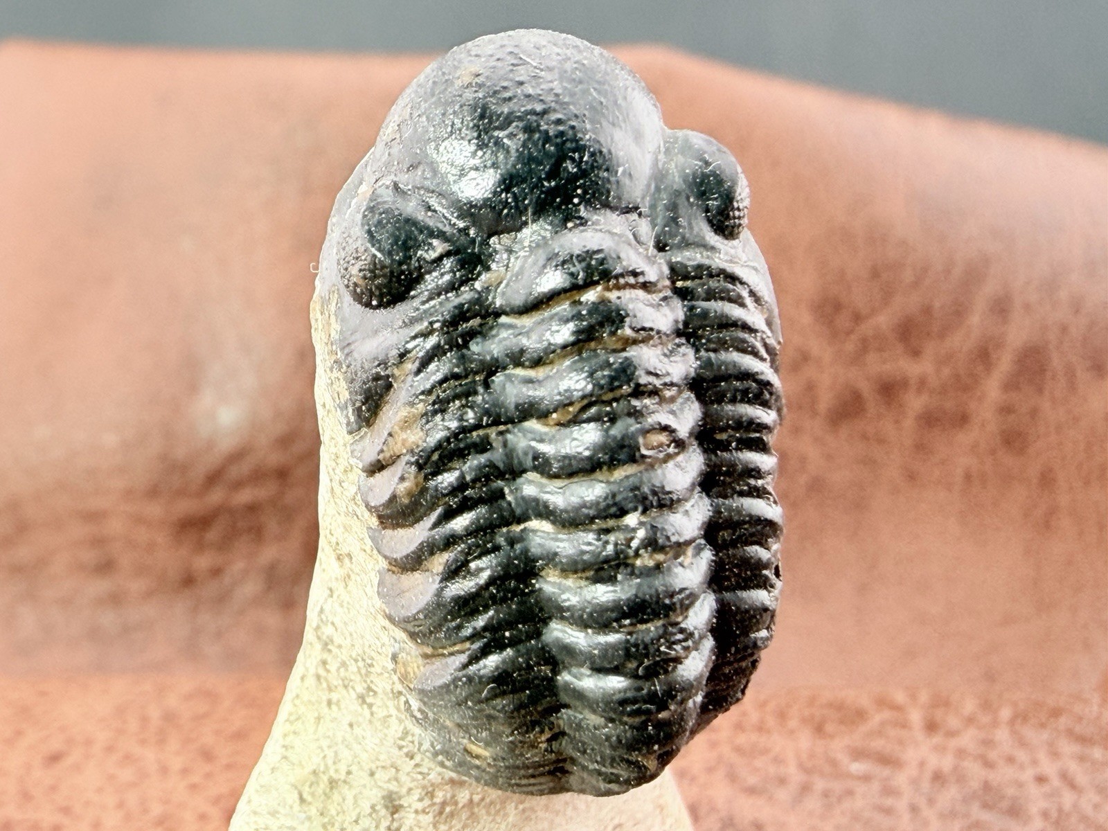 1.25" Reedops Trilobite on Limestone from Morocco 44 g. 1.25" Reedops Trilobite on Limestone from Morocco 44 g.
