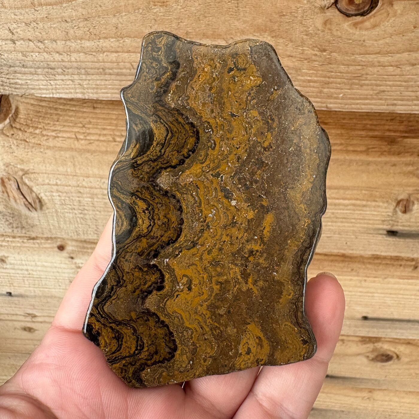 Stromatolite Fossil Bolivia Precambrian Polished Slice Natural Specimen 111mm Stromatolite Fossil Bolivia Precambrian Polished Slice Natural Specimen 111mm