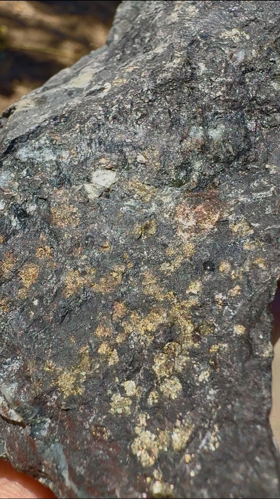 Gold Bearing Ore Specimen XRF Tested Natural Rough Quartz Vein Matrix Prospector Gold Bearing Ore Specimen XRF Tested Natural Rough Quartz Vein Matrix Prospector