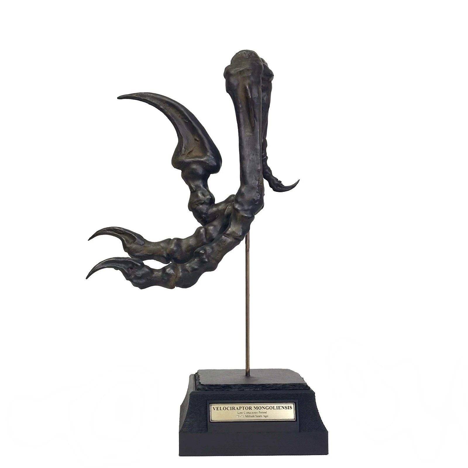 Velociraptor, Raptor Claw – Fossil, Raptor, Claw, Museum-Quality. Velociraptor, Raptor Claw – Fossil, Raptor, Claw, Museum-Quality.